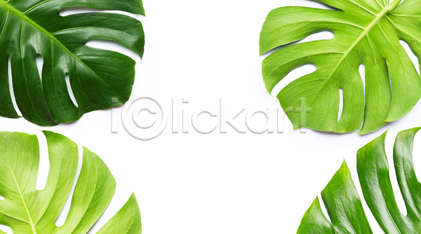 사람없음 JPG 포토 해외이미지 몬스테라 실내 여러개 열대잎 카피스페이스 흰배경