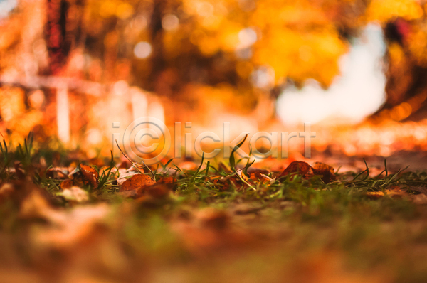 사람없음 JPG 아웃포커스 포토 해외이미지 가을(계절) 낙엽 단풍 백그라운드 야외 풀(식물) 풍경(경치)