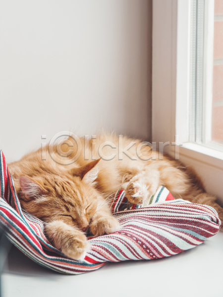 사람없음 JPG 포토 해외이미지 고양이 낮잠 반려동물 반려묘 실내 안락 한마리 햇빛