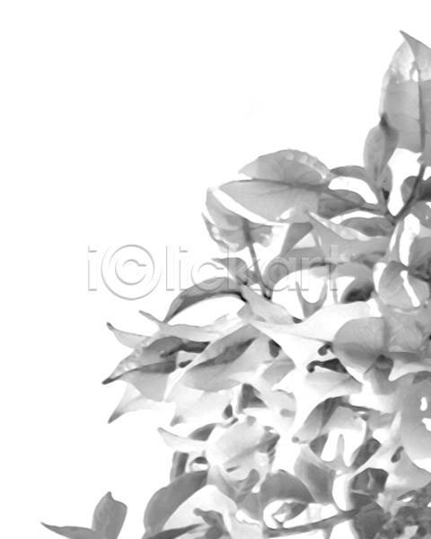 부드러움 사람없음 JPG 소프트포커스 템플릿 포토 해외이미지 결혼 그림 꽃 꽃무늬 꽃잎 디자인 레이아웃 문구용품 배열 백그라운드 식물 신용카드 잎 자연 장례 장식 직사각형 초대 프레임 회색 흰색