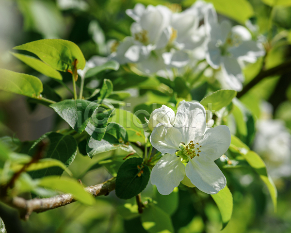 사람없음 JPG 포토 해외이미지 개화 계절 꽃 꽃잎 나무 나뭇가지 백그라운드 벚꽃 봄 사과 식물 여름(계절) 잎 자연 정원 체리 초록색 흰색