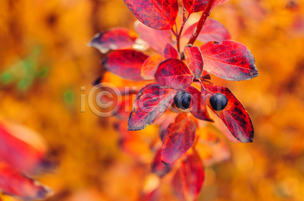 사람없음 JPG 근접촬영 아웃포커스 포토 해외이미지 가을(계절) 낙엽 단풍 백그라운드 빨간색 야외 열매