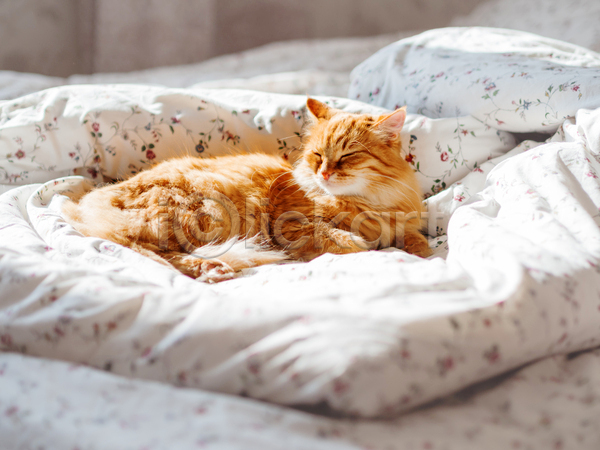 사람없음 JPG 포토 해외이미지 고양이 낮잠 반려동물 반려묘 방 시트 실내 이불 침대 한마리 햇빛