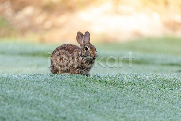 사람없음 JPG 아웃포커스 포토 해외이미지 야생동물 야외 잔디 주간 토끼 한마리