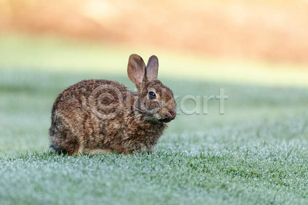 사람없음 JPG 아웃포커스 포토 해외이미지 야생동물 야외 잔디 주간 토끼 한마리