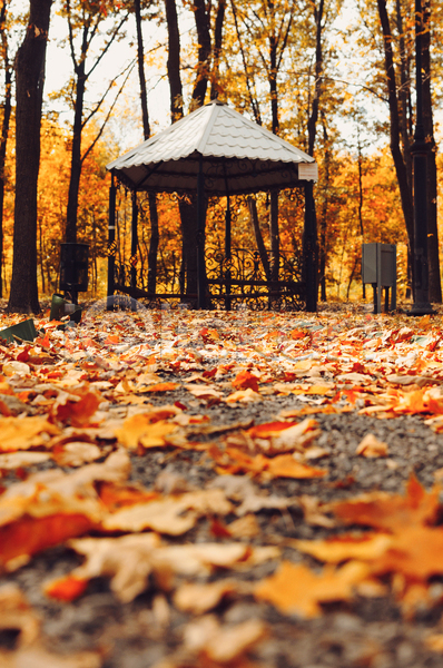 사람없음 JPG 포토 해외이미지 가을(계절) 낙엽 단풍나무 백그라운드 숲 야외 정자(건축물) 풍경(경치)