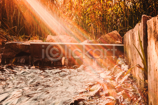 사람없음 JPG 포토 해외이미지 가을(계절) 낙엽 단풍 백그라운드 수로 숲 풀(식물) 풍경(경치) 햇빛