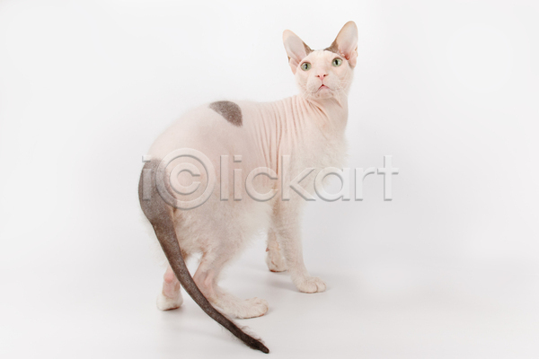 귀여움 사람없음 JPG 포토 해외이미지 고양이 뒤돌아보기 반려동물 반려묘 서기 스핑크스고양이 실내 한마리 흰배경