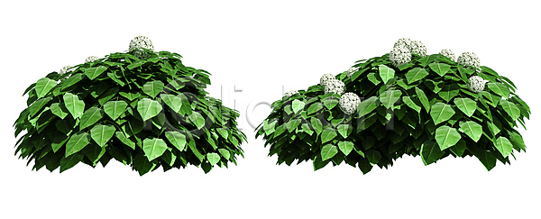고독 성장 사람없음 JPG 포토 해외이미지 1 계절 고립 그늘 나무 나뭇가지 낙엽 내추럴 백그라운드 봄 생태학 숲 식물 싱글 야외 에코 엘리먼트 열대우림 옛날 오브젝트 유기농 잎 자르기 자연 줄기 초록색 추상 큼 해외포토 환경 흰색