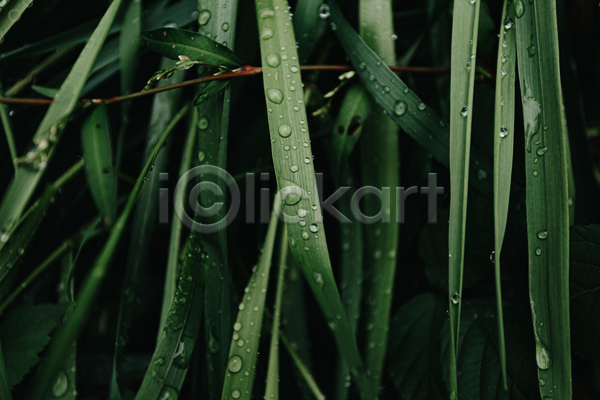 사람없음 JPG 포토 해외이미지 물방울 백그라운드 잎 자연 초록색 풀(식물)