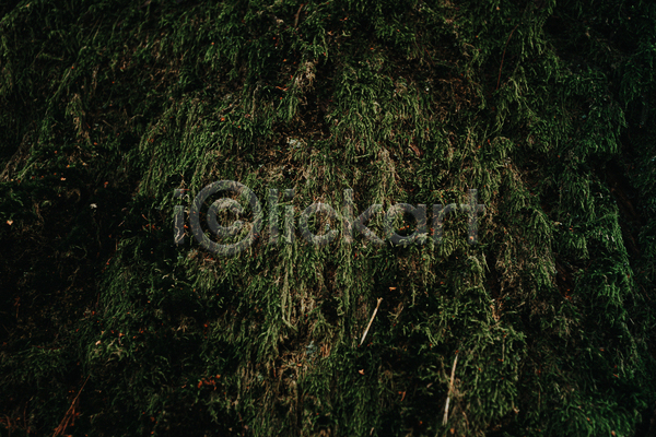 사람없음 JPG 포토 해외이미지 백그라운드 잎 자연 질감 초록색 풀(식물)