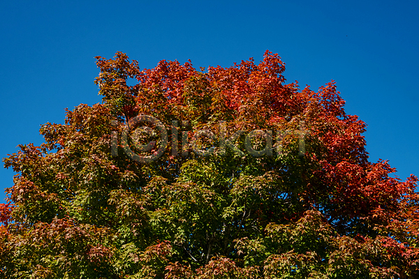 변화 사람없음 JPG 포토 해외이미지 9월 가을(계절) 계절 나무 나뭇가지 단풍 리빙 빨간색 식물 야외 오렌지 잎 자연 초록색 하늘 햇빛