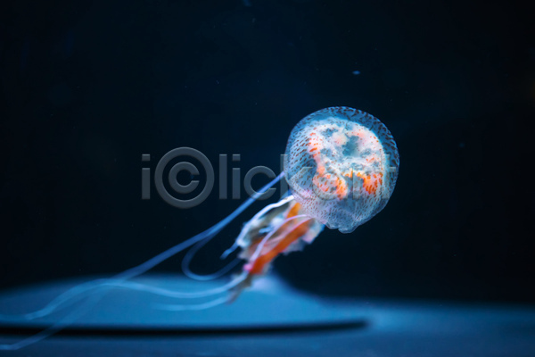 사람없음 JPG 포토 해외이미지 바닷속 수중동물 자포동물 한마리 해파리