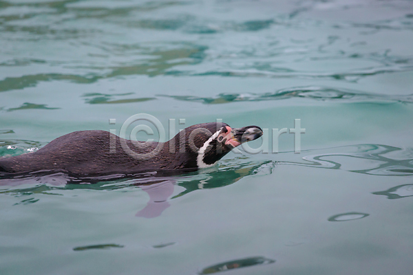 추위 사람없음 JPG 포토 해외이미지 검은색 당구 동물 동물원 런던 물 수영 수족관 싱글 야생동물 야외 연못 잉글랜드 자연 조류 파란색 펭귄 흰색