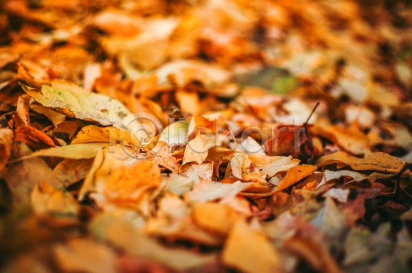 사람없음 JPG 포토 해외이미지 가을(계절) 낙엽 백그라운드 주황색 풍경(경치)