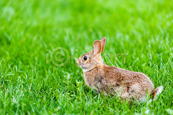사람없음 JPG 포토 해외이미지 앉기 야외 응시 잔디 주간 토끼 풀(식물) 한마리