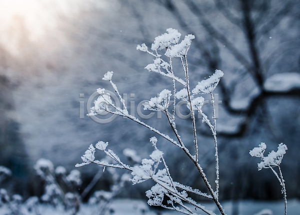 사람없음 JPG 아웃포커스 포토 해외이미지 겨울 겨울풍경 나뭇가지 상고대 야외 주간 풍경(경치)