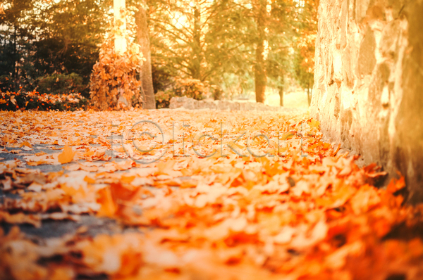 사람없음 JPG 아웃포커스 포토 해외이미지 가을(계절) 거리 낙엽 단풍 백그라운드 주황색 풍경(경치) 햇빛