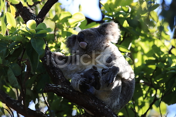 귀여움 사람없음 JPG 포토 해외이미지 나무 나뭇가지 나뭇잎 매달리기 야외 주간 코알라 한마리 호주