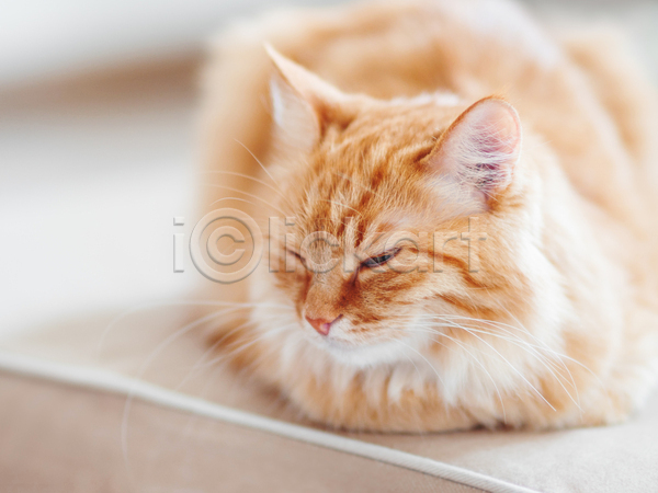 휴식 사람없음 JPG 포토 해외이미지 고양이 낮잠 반려동물 반려묘 실내 한마리 햇빛