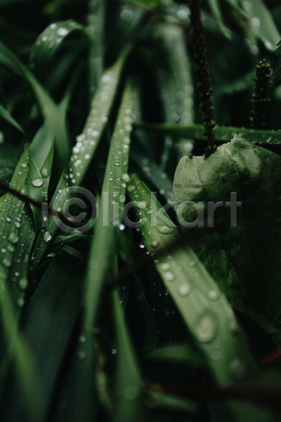 사람없음 JPG 근접촬영 소프트포커스 포토 해외이미지 물방울 백그라운드 어둠 잎 자연 초록색 풀(식물)