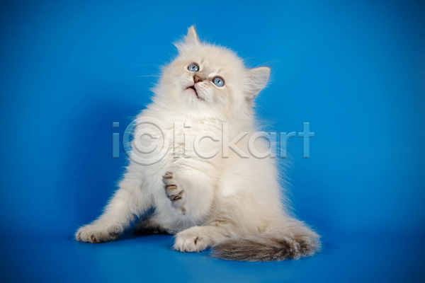 사람없음 JPG 포토 해외이미지 고양이 네바마스커레이드 반려동물 파란색 한마리