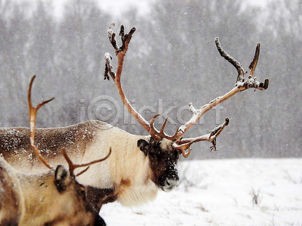 사람없음 JPG 포토 해외이미지 겨울 노르웨이 사슴 야생동물 야외 주간 풍경(경치)