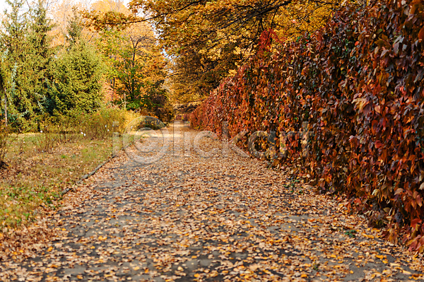 사람없음 JPG 포토 해외이미지 가을(계절) 공원 길 나무 네덜란드 야외 유럽 주간 풍경(경치)