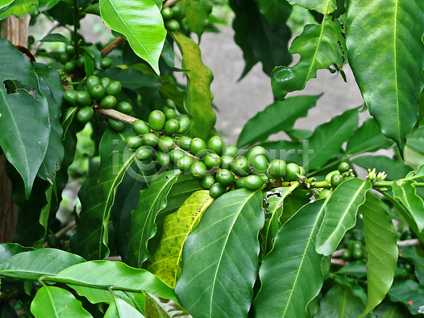 사람없음 JPG 포토 해외이미지 굽기 나무 아로마 양조 음료 초록색 커피 콩