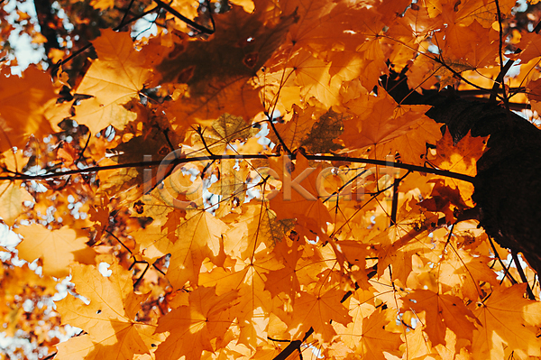 사람없음 JPG 로우앵글 포토 해외이미지 가을(계절) 나뭇가지 단풍 단풍나무 풍경(경치)