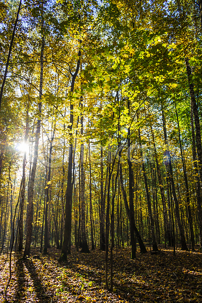 사람없음 JPG 포토 해외이미지 10월 11월 가을(계절) 공원 광선 나무 노란색 러시아 맑음 불꽃(불) 빛 숲 잎 자작나무 컬러풀 태양 하늘 햇빛 황금