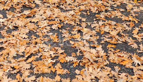 사람없음 JPG 포토 해외이미지 가을(계절) 갈색 낙엽 단풍 백그라운드 풍경(경치)