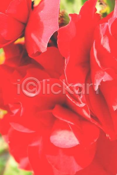 사람없음 JPG 포토 해외이미지 꽃 꽃잎 백그라운드 빨간색 새싹 질감 추상