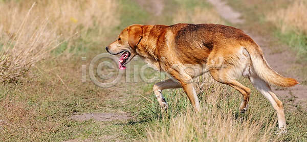 스마트 사람없음 JPG 포토 해외이미지 갈색 개 검색 공원 기르기 냄새 노란색 달리기 도로 동물 명령 반려동물 발견 밭 비글 사냥 사냥개 사냥꾼 생각 속도 응시 자연 잔디 정원 지능 초록색 추적 포유류 포즈 풍경 해외포토 햇빛 황금