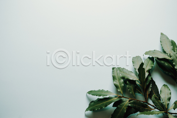 사람없음 JPG 포토 해외이미지 백그라운드 실내 잎 초록색 카피스페이스 풀(식물) 흰색
