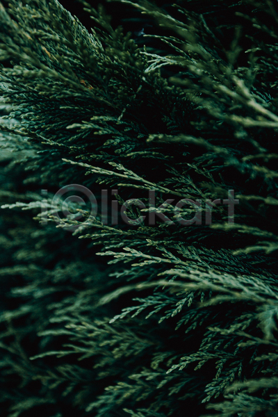 사람없음 JPG 소프트포커스 아웃포커스 포토 해외이미지 백그라운드 잎 자연 초록색 풀(식물)