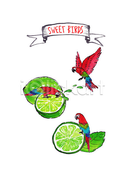사람없음 PSD 일러스트 과일 과즙 나뭇잎 라임 먹기 붓터치 세마리 수채화(물감) 앵무새 조류