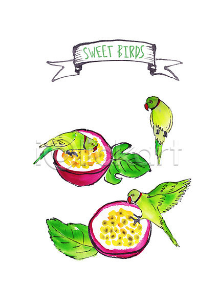 사람없음 PSD 일러스트 과일 나뭇잎 두마리 먹기 붓터치 수채화(물감) 앵무새 열대과일 조류 패션후르츠