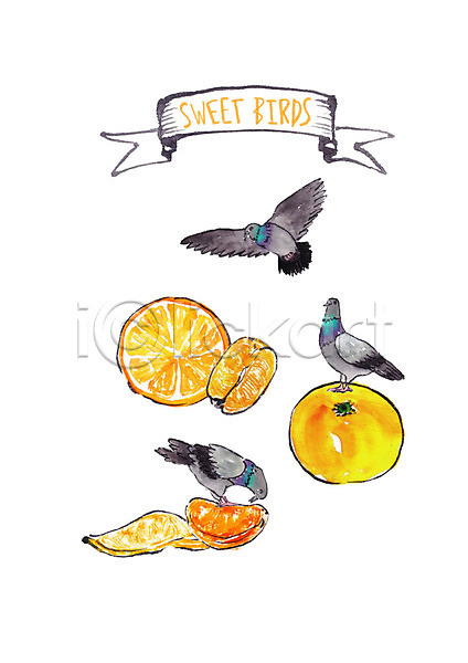 사람없음 PSD 일러스트 과일 먹기 붓터치 비둘기 비행 세마리 수채화(물감) 앉기 오렌지 조류