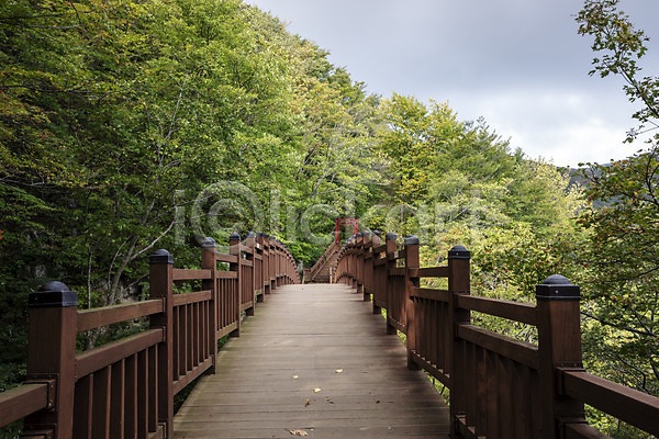 사람없음 JPG 포토 구름다리 나무 다리(건축물) 등산로 숲 야외 울릉도 자연 주간 풍경(경치)