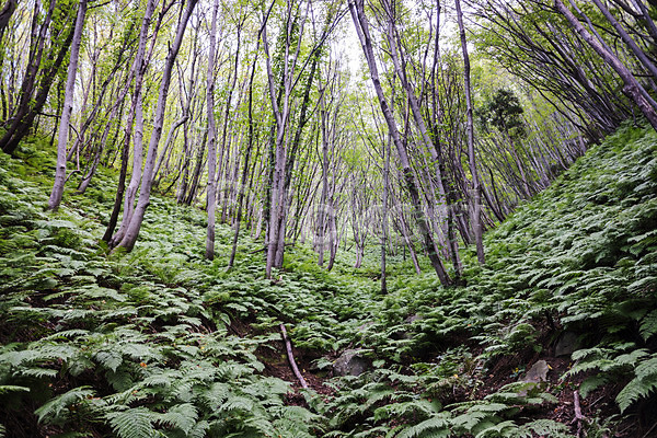 사람없음 JPG 포토 가는쇠고사리 고사리 나무 숲속 야외 울릉도 자연 주간 특산물 풍경(경치)
