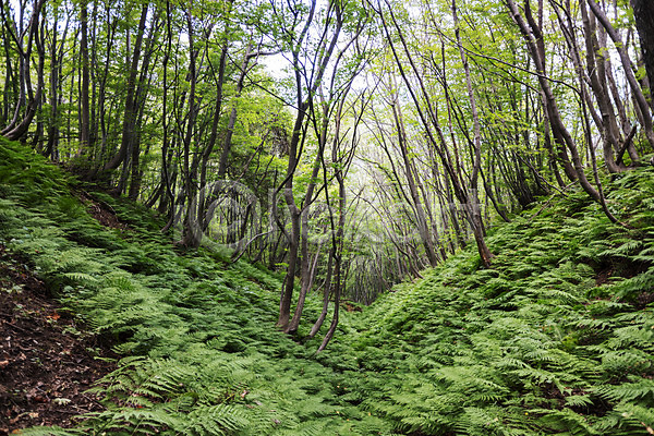 사람없음 JPG 포토 가는쇠고사리 나무 숲 숲속 야외 울릉도 자연 주간 특산물 풍경(경치)