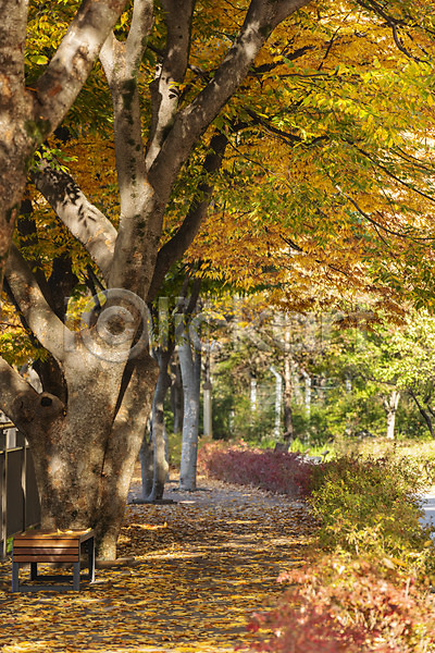 사람없음 JPG 포토 가을(계절) 가을여행 가을풍경 국내여행 길 나무 낙엽 단풍 야외 여행 전라북도 전주 전주한옥마을 주간 한국
