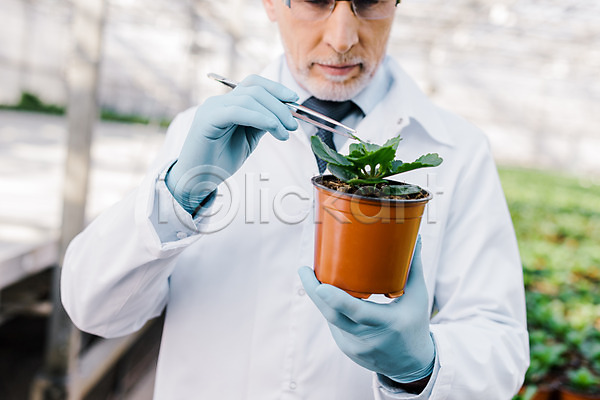 60대 남자 노년 노인남자한명만 사람 서양인 외국인 한명 JPG 앞모습 포토 들기 상반신 생명공학 서기 식물 실내 실험 연구복 연구원 온실 응시 잎 잡기 체코 핀셋 화분