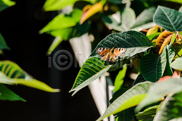 사람없음 JPG 근접촬영 포토 나비 실내 실험 온실 잎 체코 한마리 호랑나비