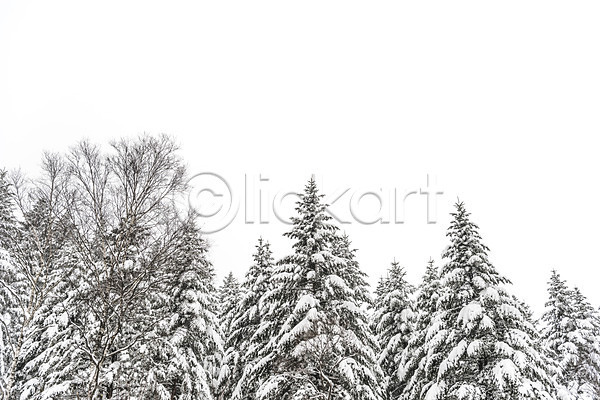 사람없음 JPG 로우앵글 포토 강원도 겨울 겨울풍경 계절 나무 눈(날씨) 눈꽃 산 설경 숲 야외 주간 평창 풍경(경치) 한국