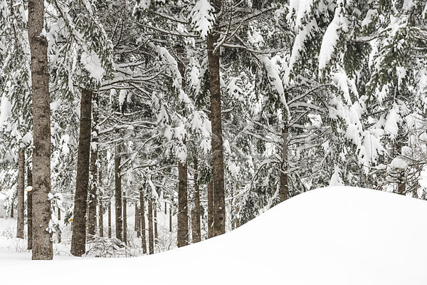 사람없음 JPG 포토 강원도 겨울 겨울풍경 계절 나무 눈(날씨) 눈꽃 산 설경 설원 숲 야외 주간 평창 풍경(경치) 한국