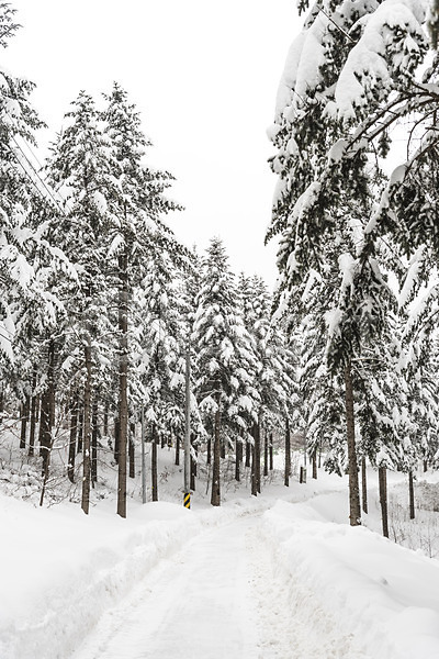 사람없음 JPG 포토 강원도 겨울 겨울풍경 계절 길 나무 눈(날씨) 눈꽃 산 설경 숲 야외 주간 평창 풍경(경치) 한국