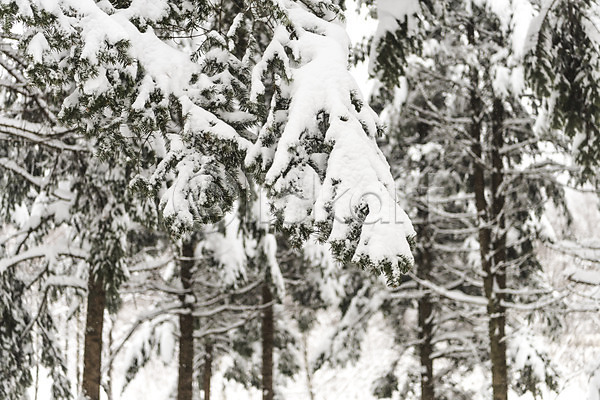사람없음 JPG 포토 강원도 겨울 겨울풍경 계절 나뭇가지 눈(날씨) 눈꽃 산 설경 숲 야외 주간 평창 풍경(경치) 한국