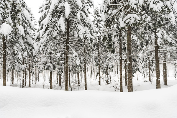 사람없음 JPG 포토 강원도 겨울 겨울풍경 계절 나무 눈(날씨) 눈꽃 산 설경 설원 숲 야외 주간 평창 풍경(경치) 한국